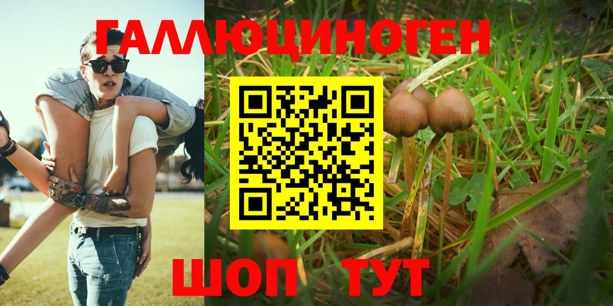 Псилоцибиновые грибы Psilocybe Карачаевск
